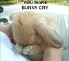 Bunny cry.JPG