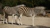 zebra-min.jpg